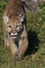 Mountain lion or puma