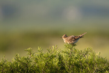 Green spring background. A tiny lark (Alauda arvensis) with a withers on its head sits on a green bush. Space for text.