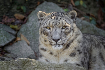 Fototapeta na wymiar Snow leopard, Cincinnati Zoo,