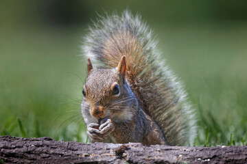 Eastern gray squirrel
