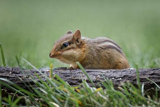 Eastern Chipmunk, Green, Tamias