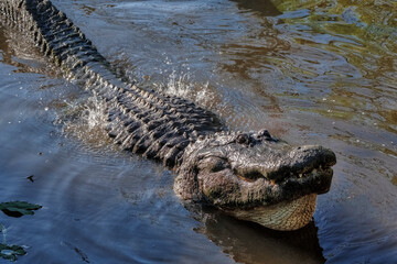 American alligator, Florida