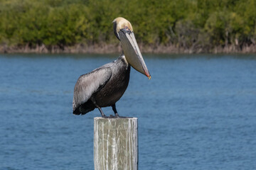 Brown Pelican, Florida