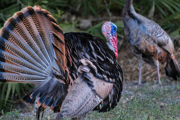 Domestic turkeys