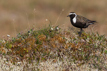 American golden plover, arctic tundra