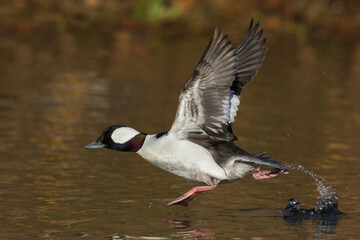 Bufflehead drake taking flight
