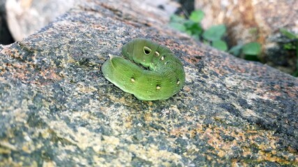 Parasitism is a close relationship between species, where one organism, the parasite, lives on or inside another organism, the host, causing it some harm, and is adapted structurally to this way of li