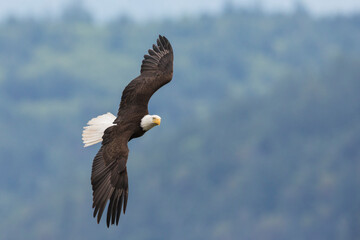 Bald eagle in flight