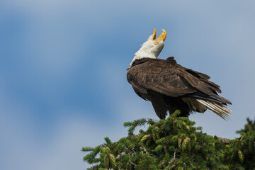 Bald eagle calling