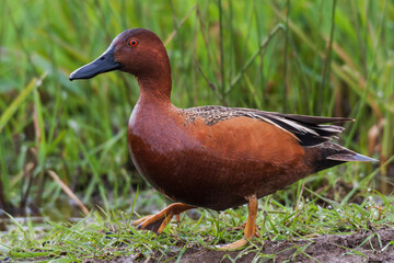 Cinnamon teal drake