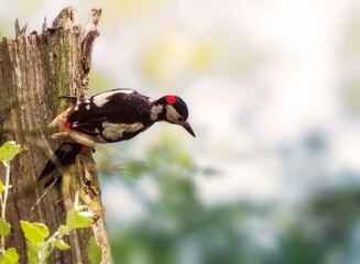 Great spotted woodpecker, Dendrocopos major
