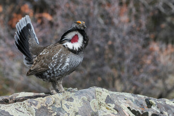 Dusky grouse, courtship display