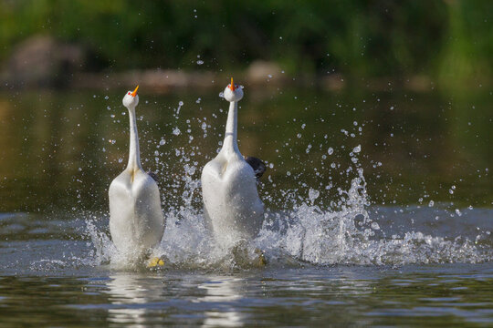 Clark's Grebes, Courtship Rushing