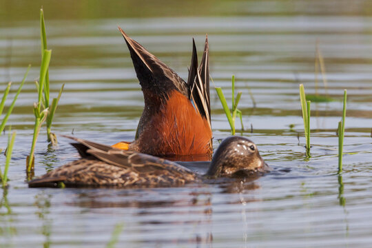 Cinnamon Teal Feeding