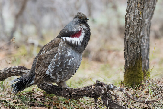 Dusky Grouse Calling