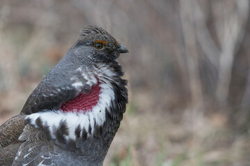 Dusky grouse calling