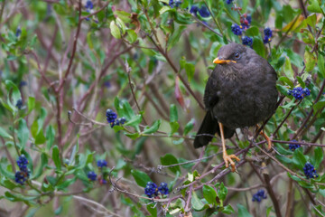 Great thrush