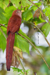 Squirrel cuckoo