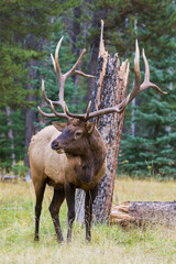 Angry bull elk