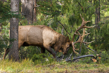 Fototapeta na wymiar Bull elk demolishing pine tree