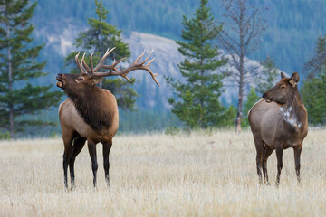 Bull elk bugling, piebald cow watching