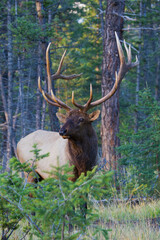 Bull elk portrait