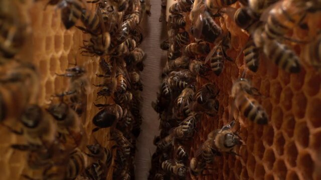 Bee family macro. Inside a beehive. A honeycomb close up, a honey bee colony. Organic beekeeping