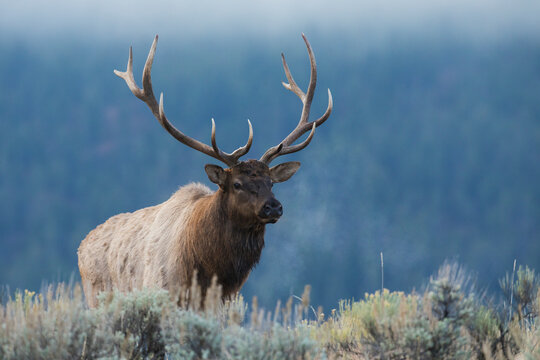 Bull Elk