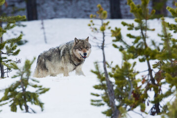 Gray wolf
