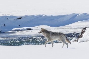 Fototapeta premium Gray wolf looking