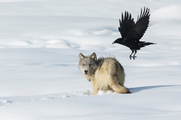 Gray wolf, raven flyby © Danita Delimont