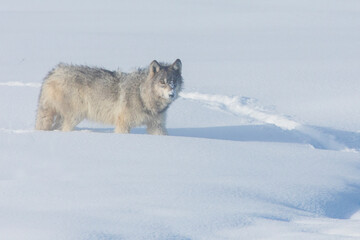 Gray wolf, Yellowstone winter