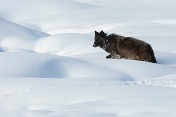 Gray wolf (black phase) wearing radio collar