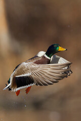 Obraz premium Mallard drake lifting off