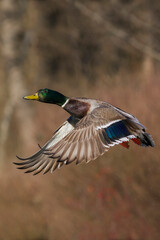 Obraz premium Mallard drake taking flight