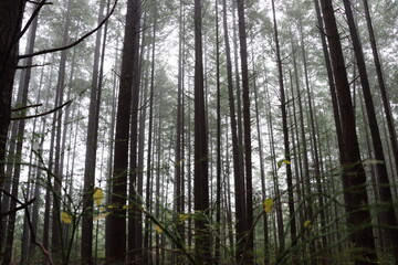 Fototapeta premium forest in the morning