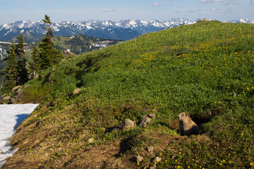 Olympic marmot peeking out of burrow