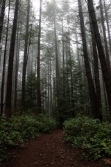 Fototapeta premium path in the woods