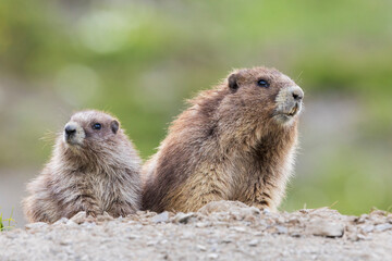 Olympic marmots, parent and youngster
