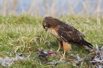 Red-tailed hawk with meal (mallard duck)