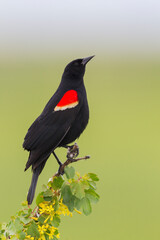 Red-winged black on territory