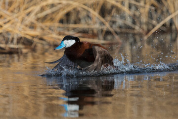 Ruddy duck, rushing display