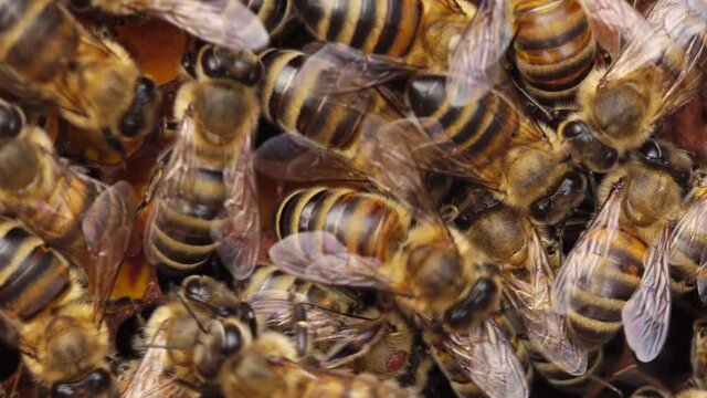 Close up views of honeybees on their honeycomb. Capped brood and Varroa mite, varroatosis disease. A honey bee colony, beehive, beekeeping