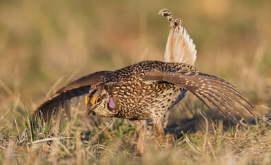 Sharp-tailed grouse, dance at dawn