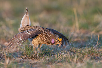 Sharp-tailed grouse, courtship display