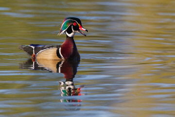 Wood duck drake calling