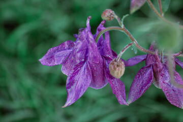 Beautiful Delicate Purple Catchment Flower (Aquilégia) Raindrops Green Background. Nature After Rain