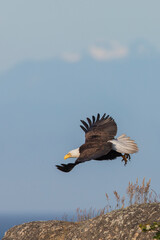 Bald eagle taking flight
