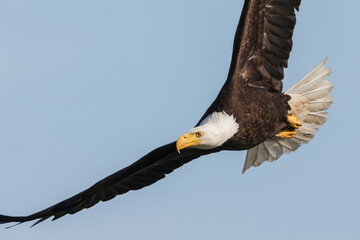 Bald eagle close-up in flight
