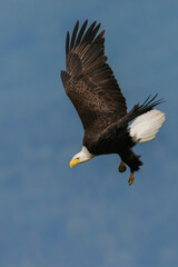 Bald eagle diving